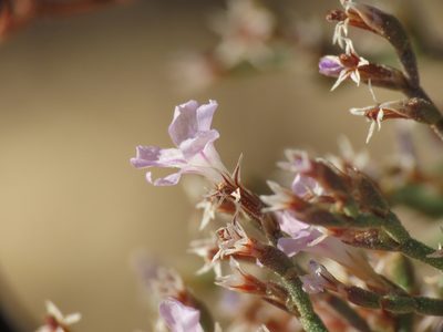 Limonium diomedeum, photographed by Emanuele Santarelli