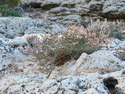 Limonium diomedeum, photographed by Emanuele Santarelli