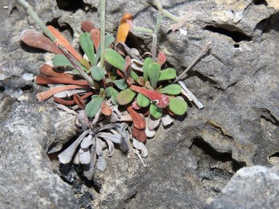 Limonium diomedeum, photographed by Emanuele Santarelli