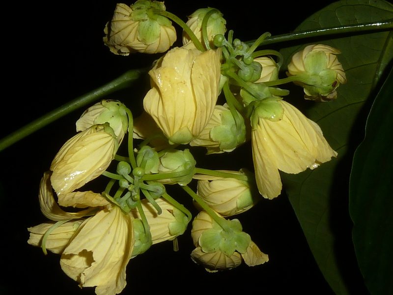 Senna caudata, photographed by Eduardo Chacón Madrigal
