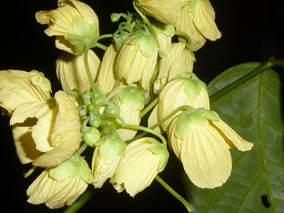 Senna caudata, photographed by Eduardo Chacón Madrigal