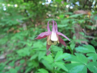 Aquilegia buergeriana, photographed by Marco Mussita