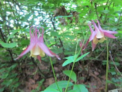 Aquilegia buergeriana, photographed by Marco Mussita
