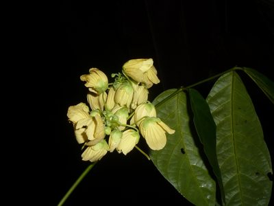 Senna caudata, photographed by Eduardo Chacón Madrigal