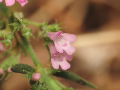 Micromeria graeca, photographed by Emanuele Santarelli
