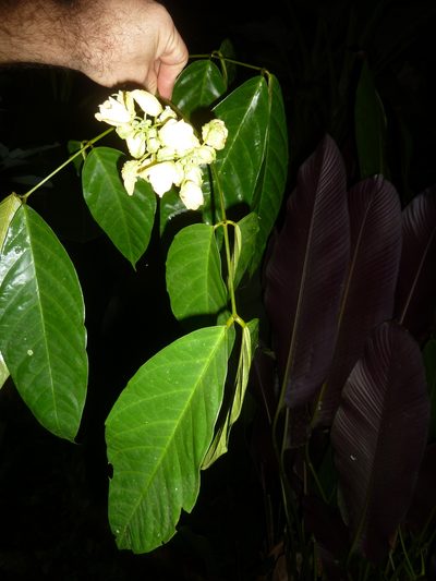Senna caudata, photographed by Eduardo Chacón Madrigal