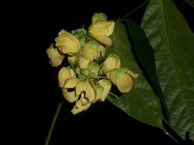 Senna caudata, photographed by Eduardo Chacón Madrigal