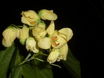 Senna caudata, photographed by Eduardo Chacón Madrigal