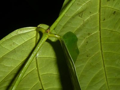 Senna caudata, photographed by Eduardo Chacón Madrigal