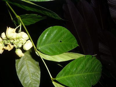 Senna caudata, photographed by Eduardo Chacón Madrigal