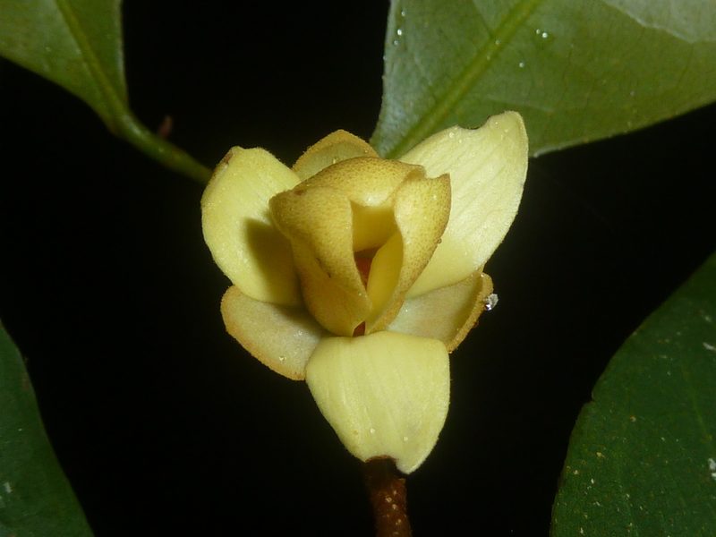Duguetia confusa, photographed by Eduardo Chacón Madrigal