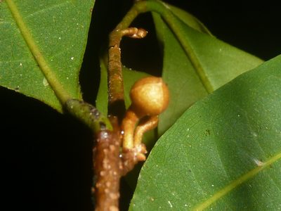 Duguetia confusa, photographed by Eduardo Chacón Madrigal