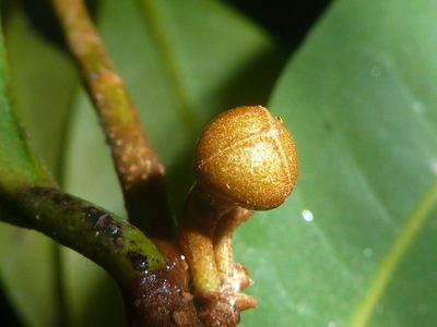 Duguetia confusa, photographed by Eduardo Chacón Madrigal