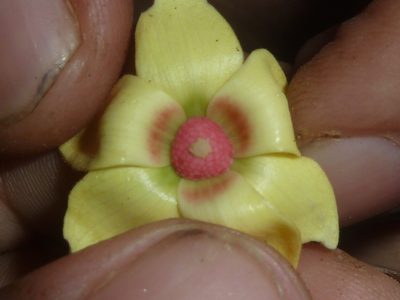 Duguetia confusa, photographed by Eduardo Chacón Madrigal