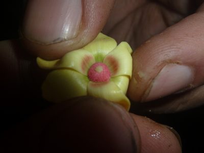 Duguetia confusa, photographed by Eduardo Chacón Madrigal