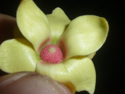 Duguetia confusa, photographed by Eduardo Chacón Madrigal