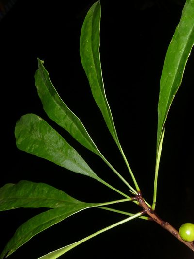 Clavija biborrana, photographed by Eduardo Chacón Madrigal