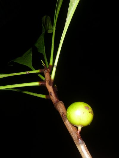 Clavija biborrana, photographed by Eduardo Chacón Madrigal