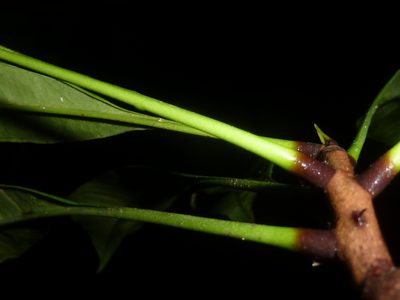 Clavija biborrana, photographed by Eduardo Chacón Madrigal