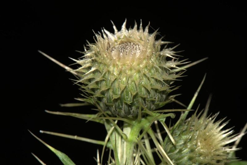 Cirsium verutum, photographed by Ramnarayan K