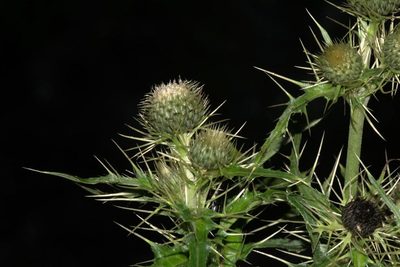 Cirsium verutum, photographed by Ramnarayan K