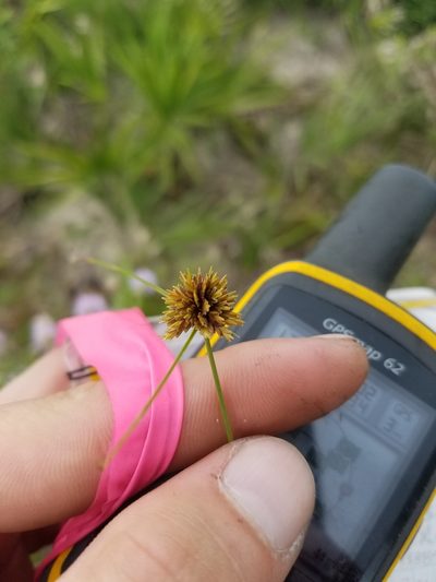 Cyperus filiculmis, photographed by Scott Ward