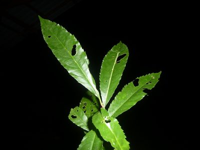 Erblichia odorata, photographed by Eduardo Chacón Madrigal