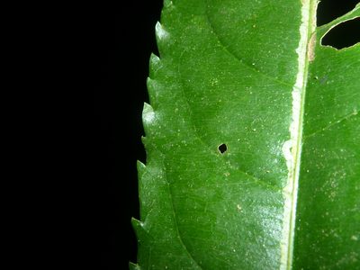 Erblichia odorata, photographed by Eduardo Chacón Madrigal