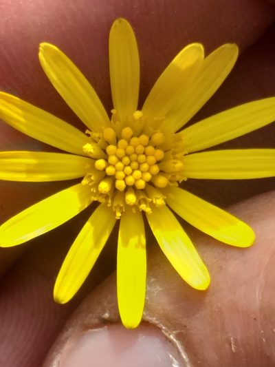 Euryops ericoides, photographed by kevin koen