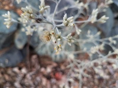 Pseudognaphalium beneolens, photographed by Lisa Redfern