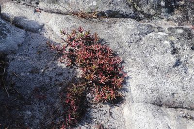 Crassula obtusa, photographed by Tony Rebelo
