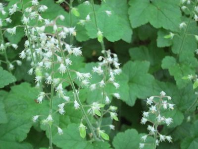 Tiarella polyphylla, photographed by Marco Mussita