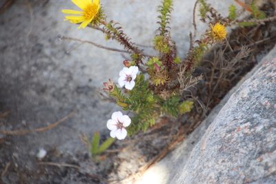 Adenandra uniflora, photographed by Tony Rebelo