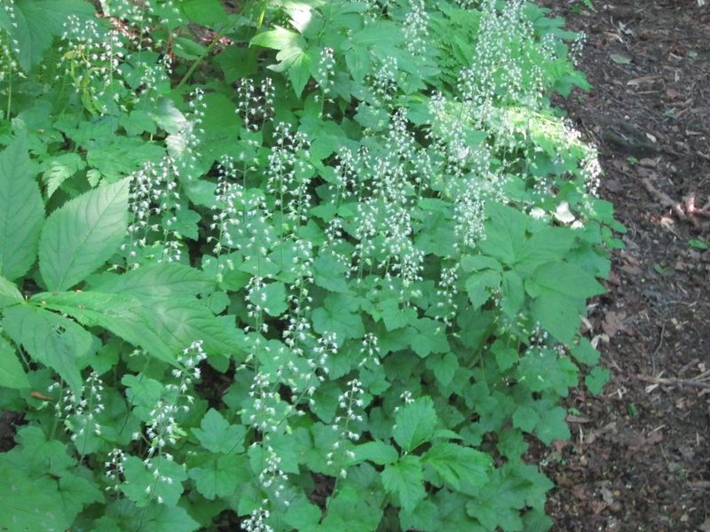 Tiarella polyphylla, photographed by Marco Mussita