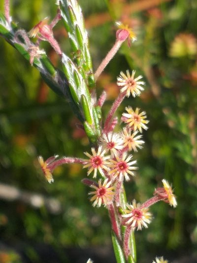 Struthiola fasciata, photographed by kevin koen