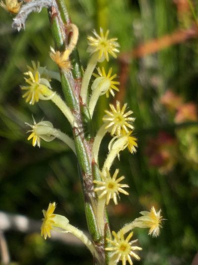 Struthiola fasciata, photographed by kevin koen