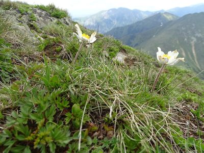 Pulsatilla scherfelii, photographed by Grzegorz Grzejszczak