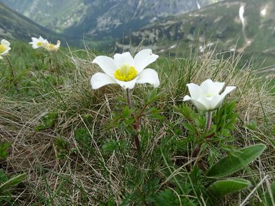 Pulsatilla scherfelii, photographed by Grzegorz Grzejszczak