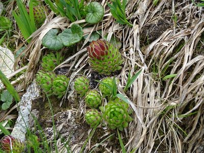 Sempervivum carpathicum, photographed by Grzegorz Grzejszczak