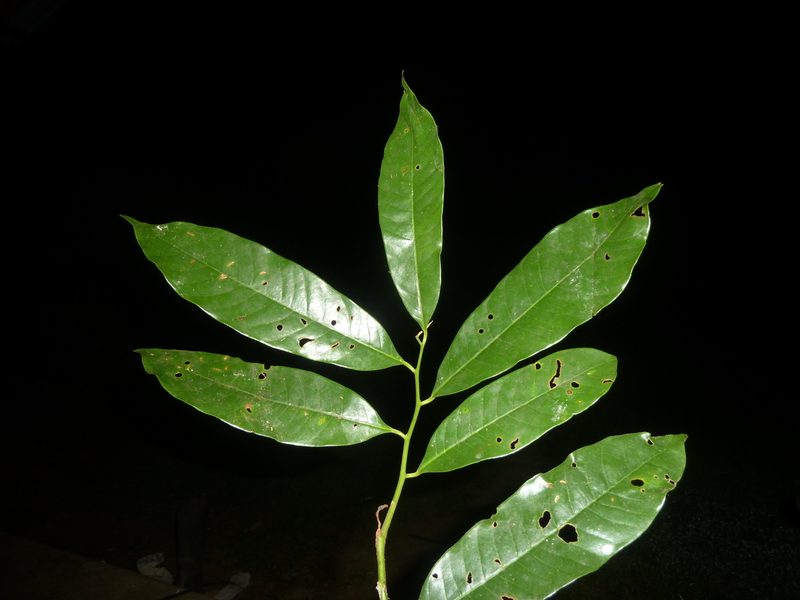 Virola laevigata, photographed by Eduardo Chacón Madrigal