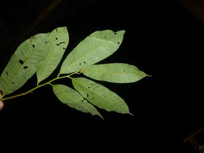 Virola laevigata, photographed by Eduardo Chacón Madrigal