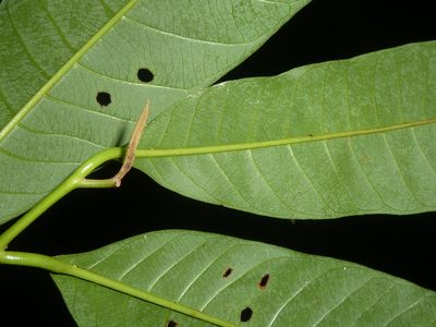 Virola laevigata, photographed by Eduardo Chacón Madrigal