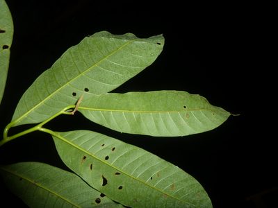 Virola laevigata, photographed by Eduardo Chacón Madrigal