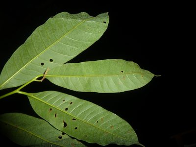 Virola laevigata, photographed by Eduardo Chacón Madrigal