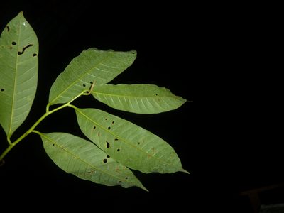 Virola laevigata, photographed by Eduardo Chacón Madrigal