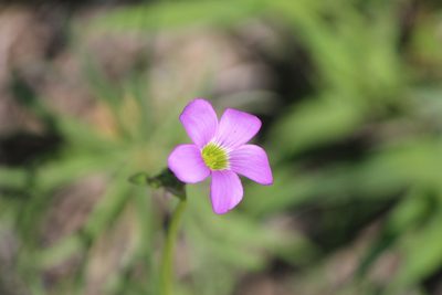 Oxalis decaphylla, photographed by José Belem Hernández Díaz