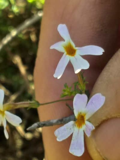 Jamesbrittenia argentea, photographed by kevin koen