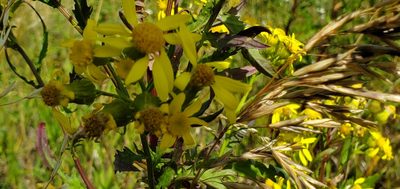 Senecio eremophilus, photographed by Sarah Vermaak