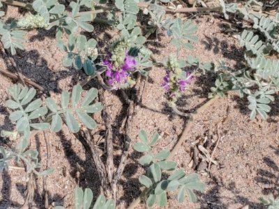Dalea lanata, photographed by Craig Martin
