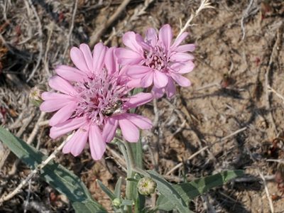 Palafoxia sphacelata, photographed by Craig Martin